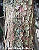 Yew Bark