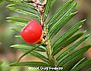 Yew Cone