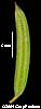 Yew Leaf