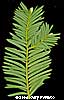 Japanese Branch