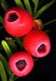 Berries