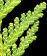 Northern White Cedar