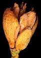 Northern White Cedar