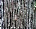 Arbor Bark