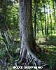 Arbor Trunk