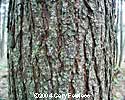 Hemlock Bark