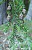 Hemlock Leaves