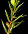 Common Juniper