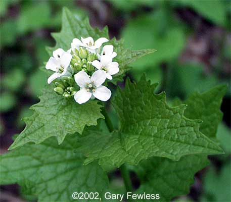 garlic mustard