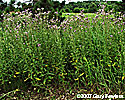 plants
