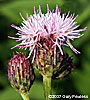 flower head