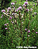 inflorescence