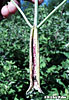 leaf sheath