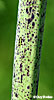 stem