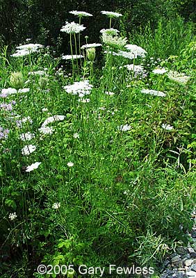 Queen Anne's lace — Missouri Herbs