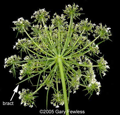 Queen Anne's Lace, Daucus carota – Wisconsin Horticulture