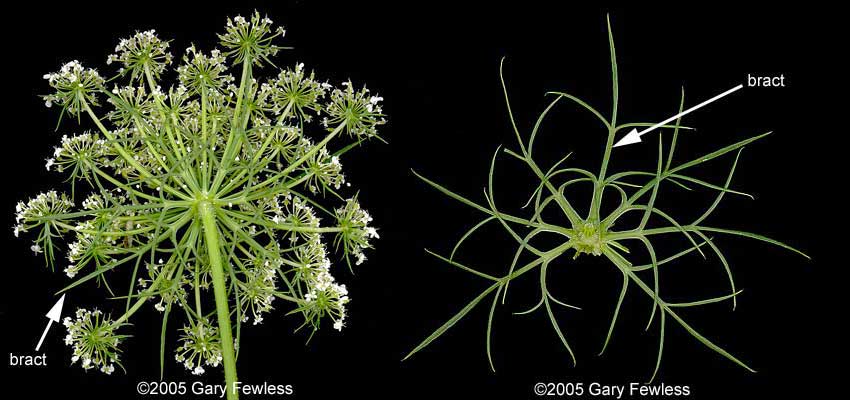 Queen Anne's Lace, Daucus carota – Wisconsin Horticulture