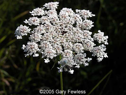 Queen Anne's Lace, Daucus carota – Wisconsin Horticulture