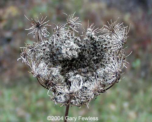 Queen Anne's lace is known as wild carrot