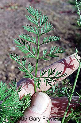 Queen Anne's Lace, Daucus carota – Wisconsin Horticulture