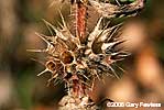 calyx