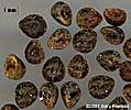 nutlets