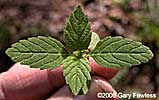 seedling