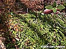 seedlings