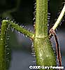 stem