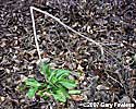 basal leaves