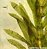leaves