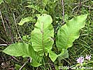 basal leaves