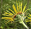 flowerhead 02