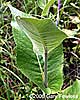 stem leaf