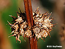 fruit