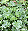 lower leaves