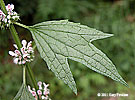 upper leaf