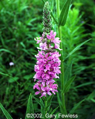 purple loosestrife