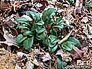 leaves