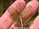 leaves