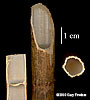 stem sections