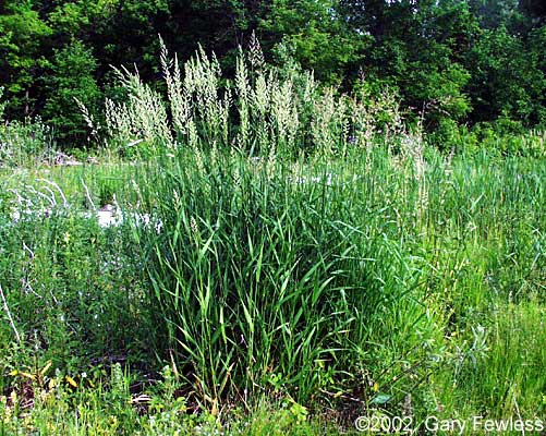 Phalaris Arundinacea Reed Canary Grass Phalaris Arundinacea Reed Canary Grass