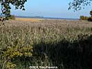 wetland