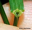 ligule