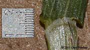 ligule