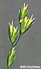 florets