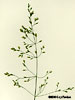 inflorescence