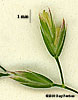 spikelet