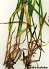 stem