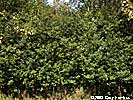 dense stand